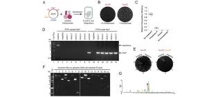 Diagram of Trubitsyna et al (2017) - see text for article link.