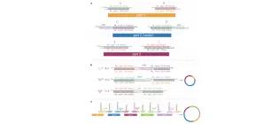 Diagram for Trubitsyna et al (2015) - see text for article link.
