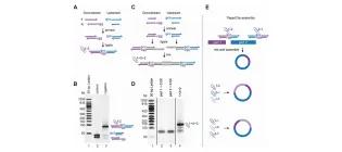 Diagram for Trubitsyna et al (2014) - see text for article link.