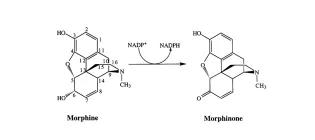 Diagram for Walker et al (2000) - see text for article link.