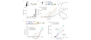 Diagram for Wan et al (2019) - see text for article link.