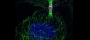 Microscope cell image in blue and green