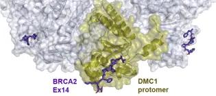  predicted protein structure diagram