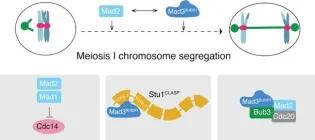 protein complexes in Meiosis