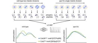diagram of cells through meiosis and two graphs
