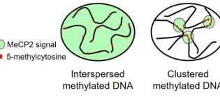 cartoon drawing of two nuclei