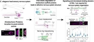 figure from Ouzounidis et al