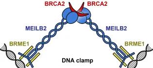 Davies Fig2 2024_9x4b