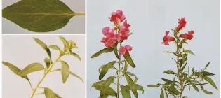 3 photos, a leaf, Antirrhinum stalk with leaves and red Antirrhinum flowers