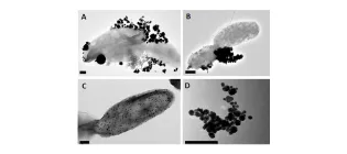 Frontiers-in-Microbiology