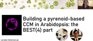 McCormick-Arabidopsis-Icon