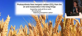 McCormick-Photosynthesis-Icon