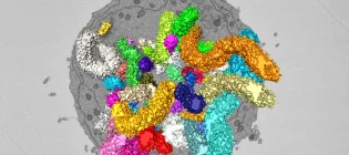 Microscopic image of cell nucleus, grey in background and brightly contrasting coloured DNA folds.