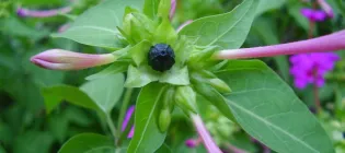 Picture of the bud, flower, and fruit of Mirabilis jalapa. (Image credit: WikiCommons)