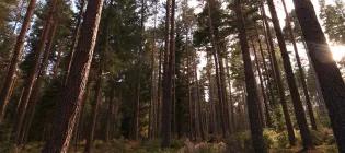 Photo of a forest of pine trees, backlit by the sun, with heathers in the foreground