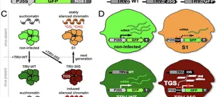 Molnar-DNA-methylation-icon