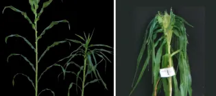 Mutant Maize plants
