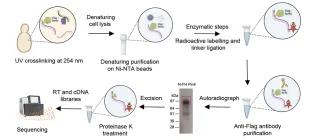 Tollervey lab landing page image Nov 2024