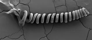 Buck image landing Nov 2024