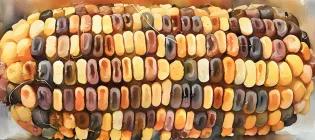 PlantLab-Previous-Team-Slide