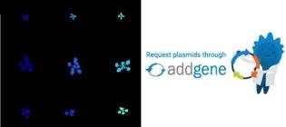 iDIEL plant + Addgene