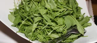 Rocket salad