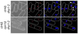 Bayne landing page image March 2025