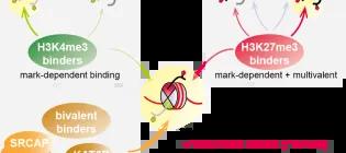 Voigt landing page image Feb 2025