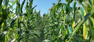 A field of maize