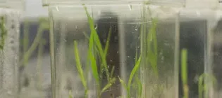 Cereal shoots growing on media in a culture box