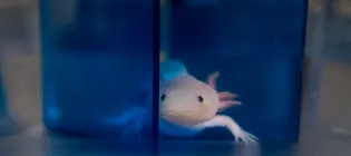 Axolotl