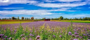 Agricultural landscape