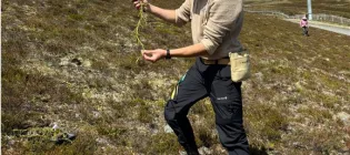 Diego Sanchez Ganfornina collecting land lycophytes