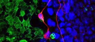 A field of green cells encountering a field of blue cells and driving neuronal induction in blue cells