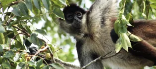 Spider monkey