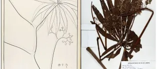 Two images displaying the type specimens that describe Begonia verticillata: one consists of an illustration from Vellozo’s book, the other is a dry, pressed herbarium specimen