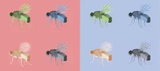 Graphic image of fruit flies of various colours against half pink and half blue backgrounds
