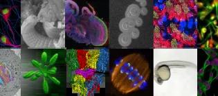 collection of images of different cells