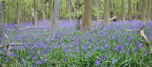Hyacinthoides-common bluebell growing at the University of Oxford's Wytham Woods site