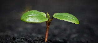  A plant seedling displaying the two cotyledons and the start of true leaves as the plant grows towards light, nourished by the seed storage reserves underground.
