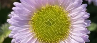 Spirals described by the Fibonacci sequence seen in the flower of a seaside daisy. Photo credit-Dr Sandy Hetherington