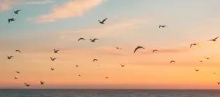 Seabirds in sunset