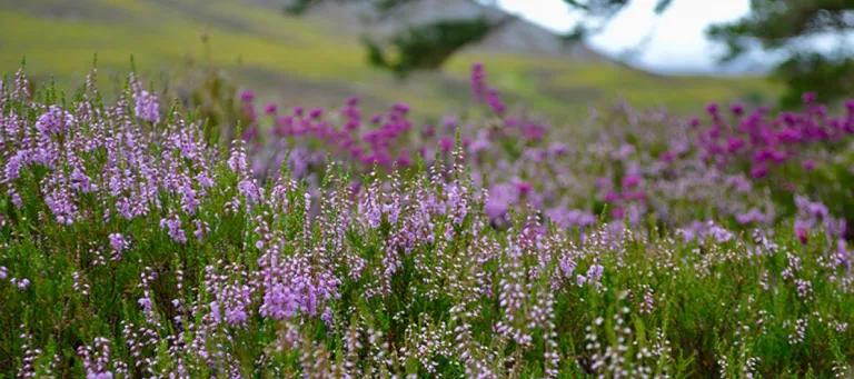 lavender