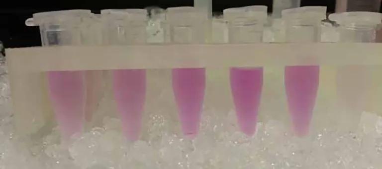 Photo of test tubes in a rack, half filled with a pink liquid