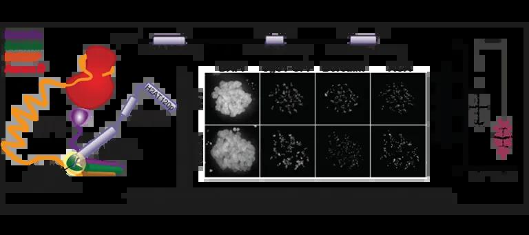 Image from lab paper