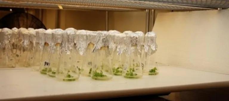 plant funnels