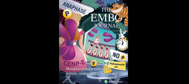 EMBO journal cover image, issue November 2023 featuring Welburn lab work