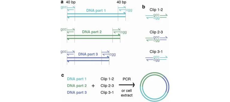 Diagram for Trubitsyna et al (2016) - see text for article link.