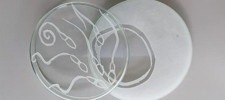 Sandblasted petri dish artwork.