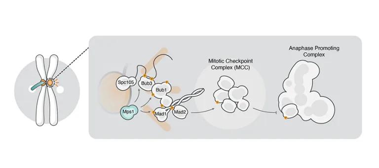 SAC pathway illustration, see publication: Bub1 kinase acts as a signalling hub for the entire Cryptococcus neoformans spindle assembly checkpoint pathway